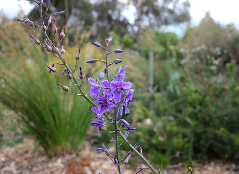 The Chocolate Lily Bed & Breakfast - Kingaroy Accommodation 3