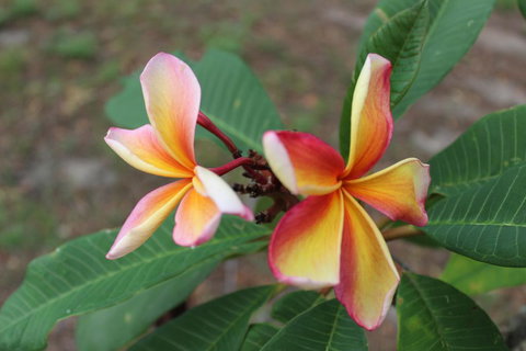 The Ole Gumtree - Kookaburras Nest - Kingaroy Accommodation 2