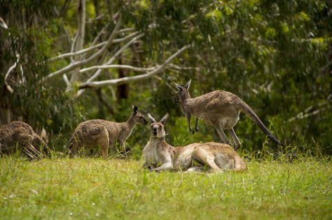 The Stirling Golf Club - Kingaroy Accommodation 1