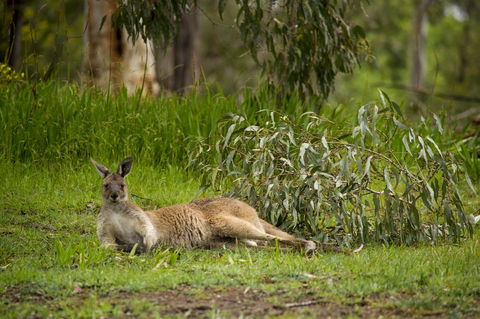 The Stirling Golf Club - Kingaroy Accommodation 0