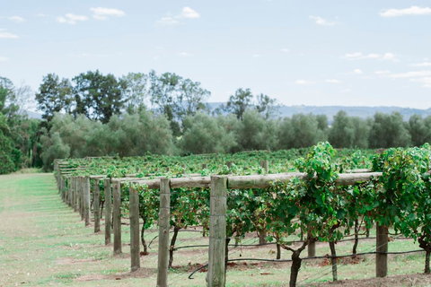 Tranquil Vale Vineyard - Kingaroy Accommodation 2
