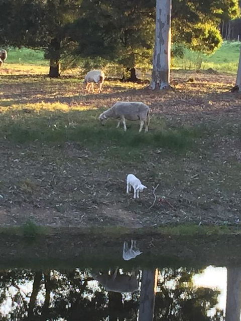 Tree Of Love Farm Stay - Kingaroy Accommodation 2