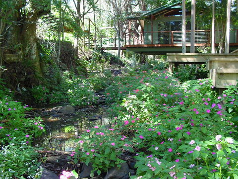 Treetops Montville - Kingaroy Accommodation 0