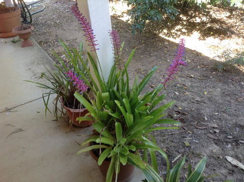 Twilight Grove Farm - Kingaroy Accommodation 2