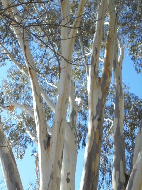 Wagga Wagga Tourist Park - Kingaroy Accommodation 3
