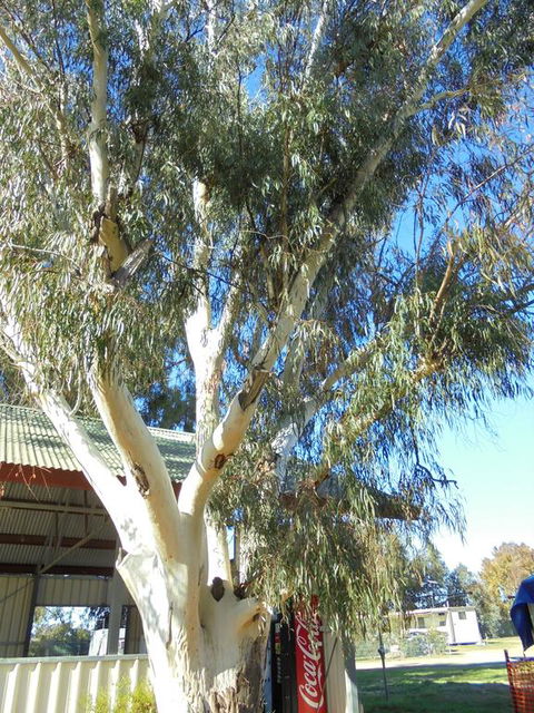 Wagga Wagga Tourist Park - Kingaroy Accommodation 2