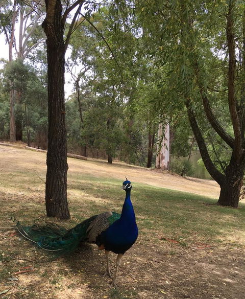 Daydream Cottage - Kingaroy Accommodation 23