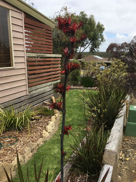 The PC Cottage - Kingaroy Accommodation 31