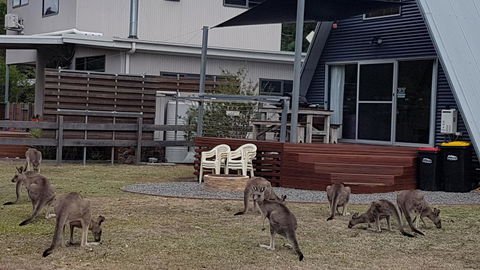 The A-Frame - Kingaroy Accommodation 3