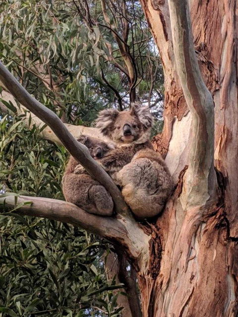 Kangaroo Manor - Kingaroy Accommodation 9