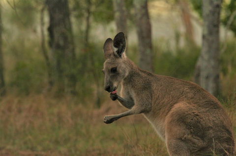 Lake Weyba Noosa Lodge & Kangaroos - Kingaroy Accommodation 43