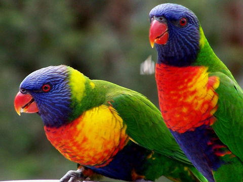 Lake Weyba Noosa Lodge & Kangaroos - Kingaroy Accommodation 12