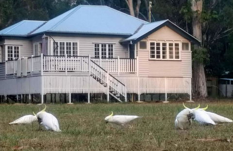 Lake Weyba Noosa Lodge & Kangaroos - Kingaroy Accommodation 20