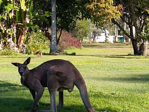 Lake Weyba Noosa Lodge & Kangaroos - Kingaroy Accommodation 24