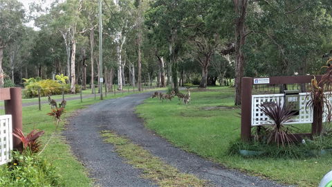 Lake Weyba Noosa Lodge & Kangaroos - Kingaroy Accommodation 42