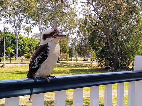 Lake Weyba Noosa Lodge & Kangaroos - Kingaroy Accommodation 18