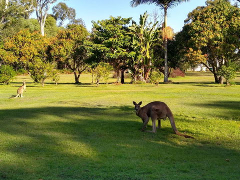 Lake Weyba Noosa Lodge & Kangaroos - Kingaroy Accommodation 8