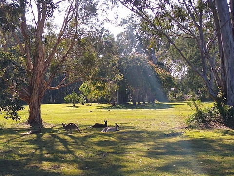 Lake Weyba Noosa Lodge & Kangaroos - Kingaroy Accommodation 4