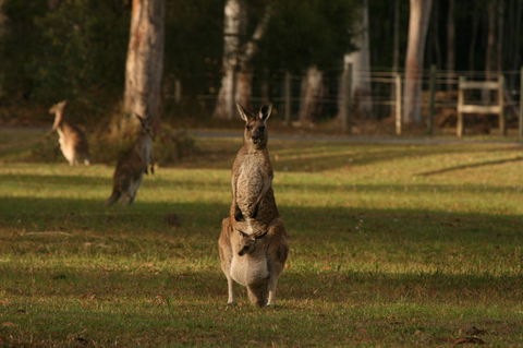 Lake Weyba Noosa Lodge & Kangaroos - Kingaroy Accommodation 16