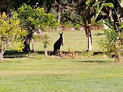 Lake Weyba Noosa Lodge & Kangaroos - Kingaroy Accommodation 29
