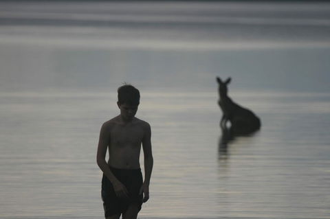 Lake Weyba Noosa Lodge & Kangaroos - Kingaroy Accommodation 37
