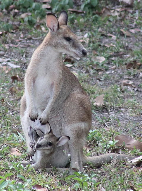 Airlie Beach Eco Cabins - Adults Only - Kingaroy Accommodation 40