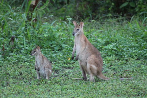 Airlie Beach Eco Cabins - Adults Only - Kingaroy Accommodation 16