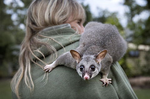 Airlie Beach Eco Cabins - Adults Only - Kingaroy Accommodation 3