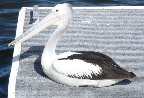 Gaia On Bribie Island - Kingaroy Accommodation 42