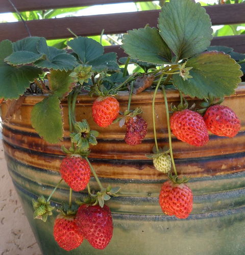 Gaia On Bribie Island - Kingaroy Accommodation 7