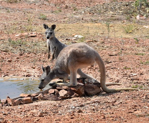 Ironbark House - Kingaroy Accommodation 19