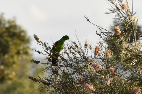 Ironbark House - Kingaroy Accommodation 29