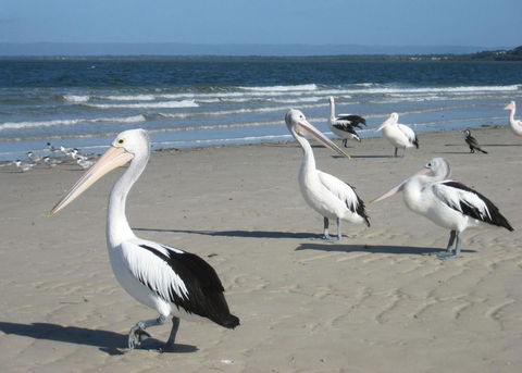 Fairways Golf & Beach Retreat Bribie Island - Kingaroy Accommodation 3
