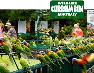 Private Guest Suite High On Currumbin Hill - Kingaroy Accommodation 19