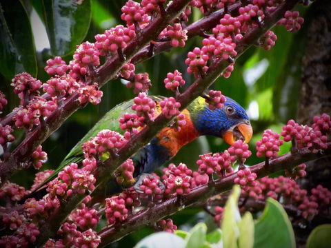 Daintree Manor B&B - Kingaroy Accommodation 4