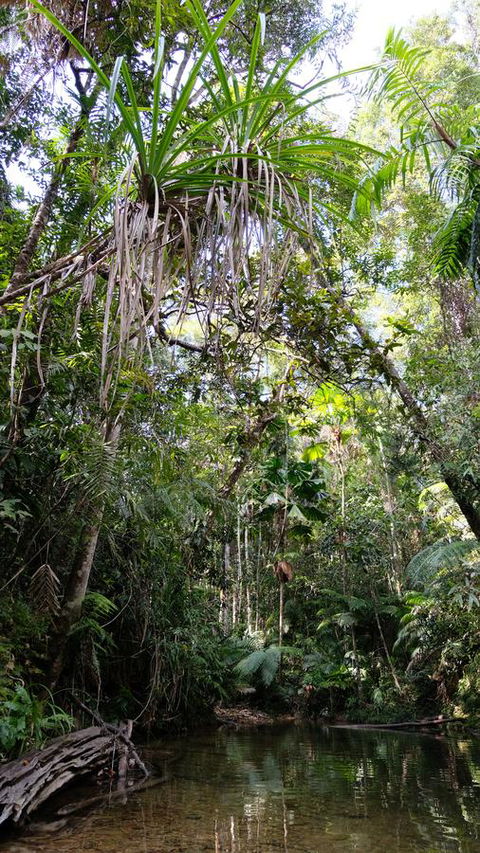 Daintree Manor B&B - Kingaroy Accommodation 7