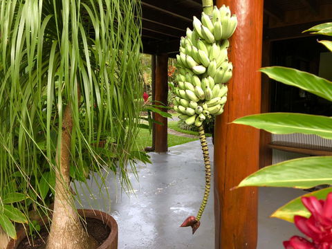 Daintree Manor B&B - Kingaroy Accommodation 10