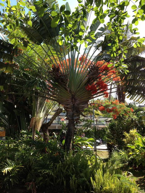 Port Douglas Apartments - Adults Only Oasis - Kingaroy Accommodation 39