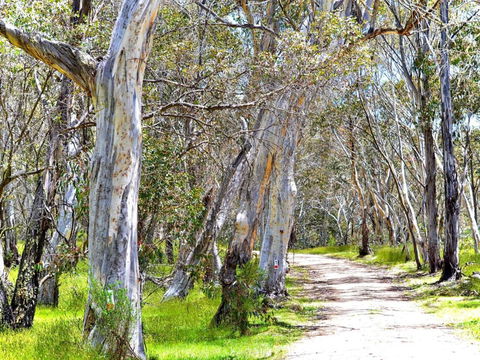 Cabin 1 - Snowy Accommodation - Kingaroy Accommodation 1