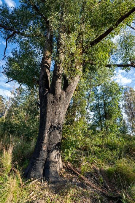 Cabin On The Escarpment - Forest Bathe - Star Gaze - Kingaroy Accommodation 4
