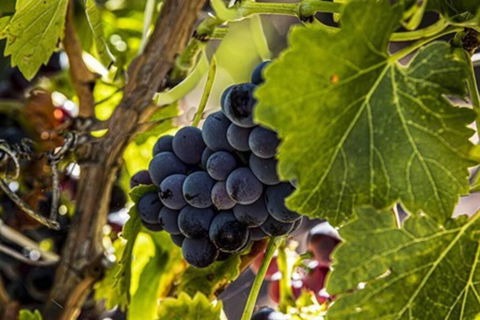 CASALE COTTAGE Barossa Valley - Kingaroy Accommodation 4