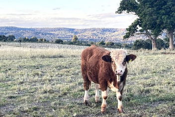 Country Charm On Acreage with Kingaroy Accommodation