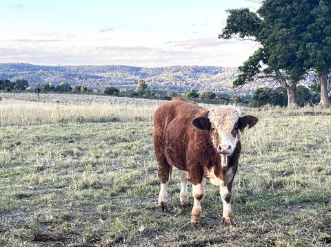 Country Charm On Acreage - Kingaroy Accommodation 0