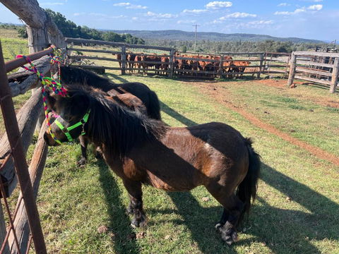 Country Charm On Acreage - Kingaroy Accommodation 1