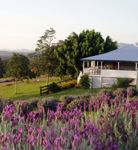 Dayboro - Blue Ridge Lavender Cottage - Kingaroy Accommodation 4