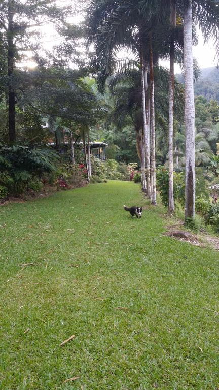 A Daintree Garden - Kingaroy Accommodation 1