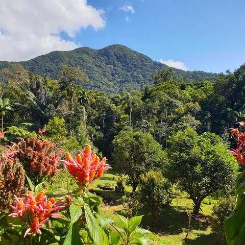 A Daintree Garden - Kingaroy Accommodation 3
