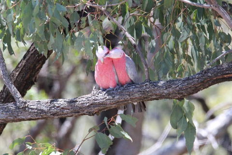 Glenaven Country Escape - Kingaroy Accommodation 4