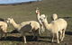 GOULBURN ALPACA FARM STAY - thumb 0