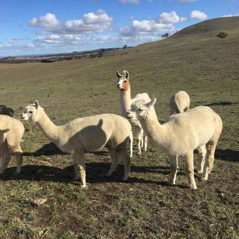 GOULBURN ALPACA FARM STAY - Kingaroy Accommodation 0